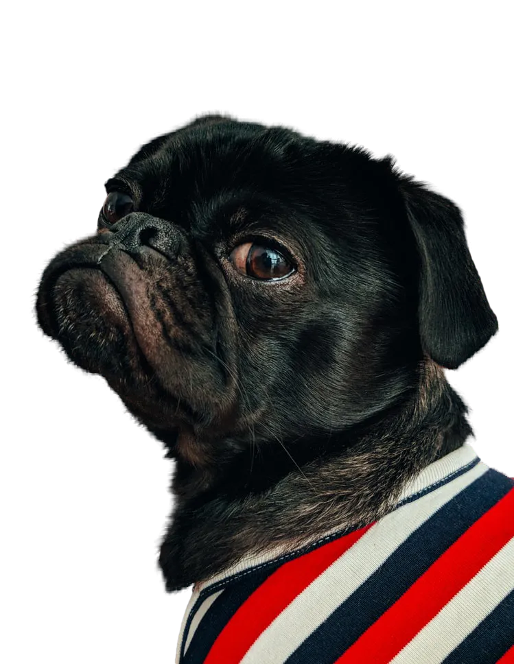 Icono de Pug Renting: renting de coches para particulares baratos.